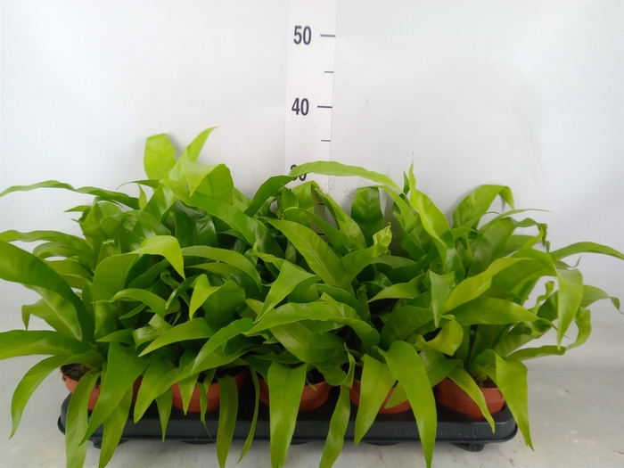 <h4>Asplenium antiquum</h4>