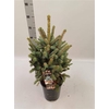 Picea Pu Super Blue