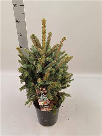 Picea Pu Super Blue