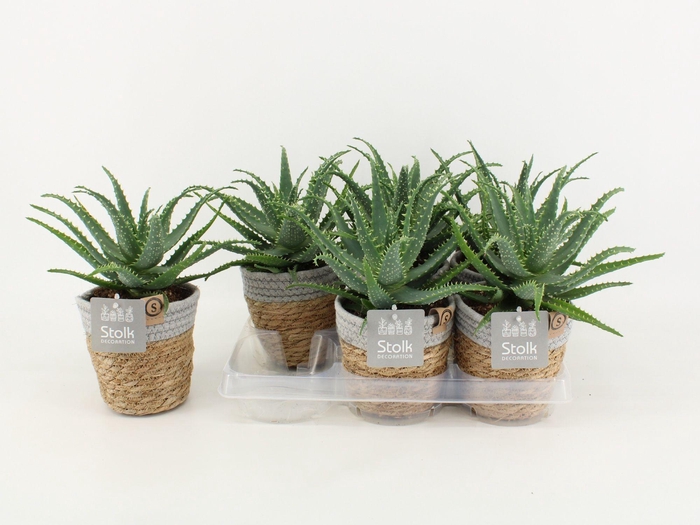 <h4>Aloe Arborescens Basket</h4>