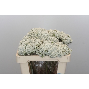 Ozothamnus Booming White