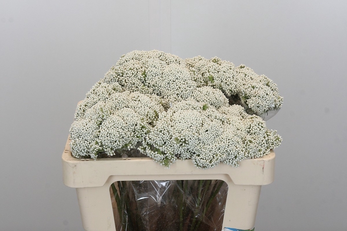 <h4>Ozothamnus Booming White</h4>