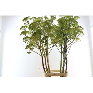 Ferule Seed 175cm P Stem