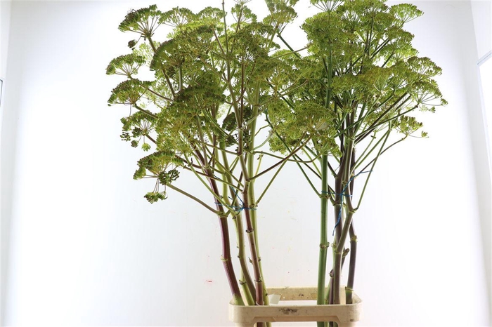 <h4>Ferule Seed 175cm P Stem</h4>