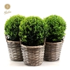 Buxus semp. Ball Ø20cm P17 in Basket