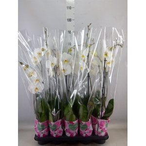 Phalaenopsis   ...white