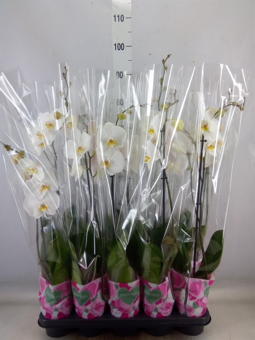 <h4>Phalaenopsis   ...white</h4>