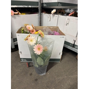 !! PROMO !! GERBERA SOFISTICATA MIX P17