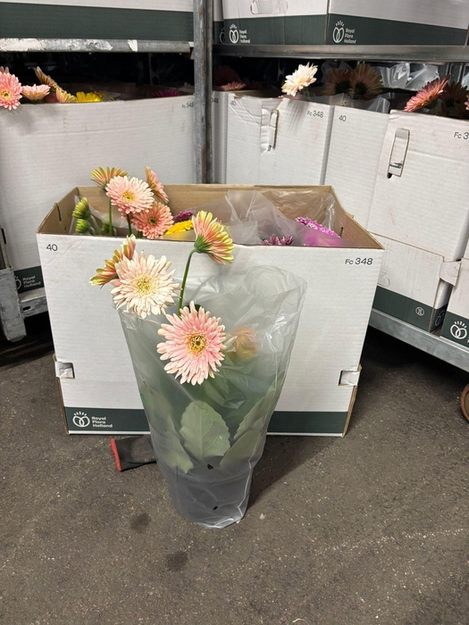 <h4>!! PROMO !! GERBERA SOFISTICATA MIX P17</h4>