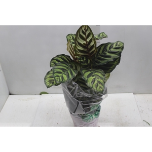 CALATHEA MAKOYAMA P17