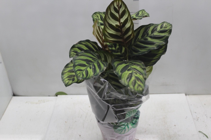 <h4>CALATHEA MAKOYAMA P17</h4>