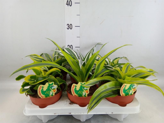 <h4>Dracaena   ...mix</h4>