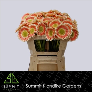 GERBERA MI 'TOMPOUCE'