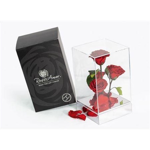 Preserved Rosa Gb15 Red 02