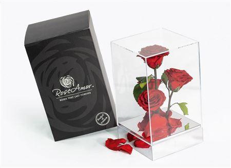 <h4>Preserved Rosa Gb15 Red 02</h4>