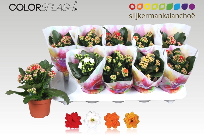 <h4>KAL GE GEM 4 KL</h4>