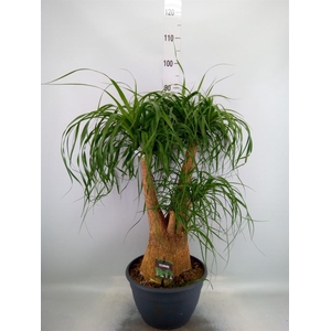 Beaucarnea recurvata