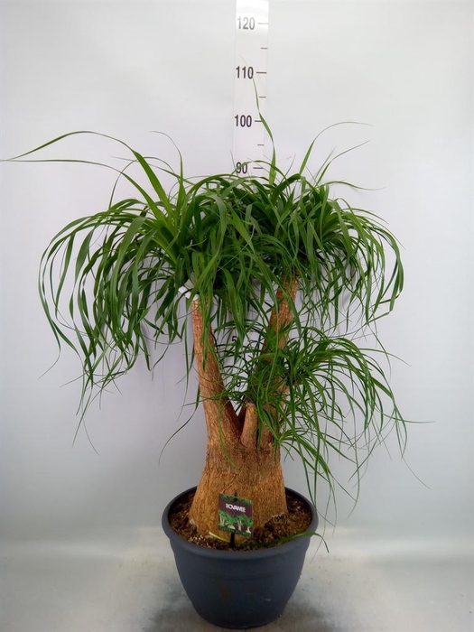 <h4>Beaucarnea recurvata</h4>