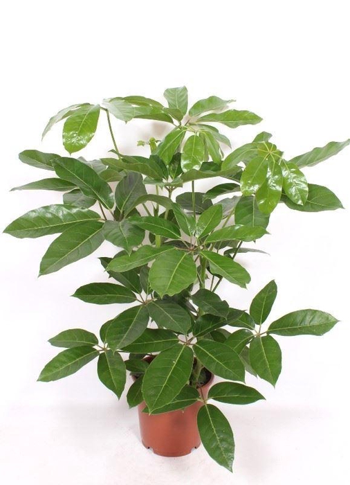 <h4>Schefflera actin. 'Amate'</h4>