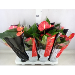 Anthurium   ...mix
