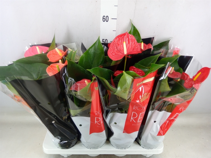 <h4>Anthurium   ...mix</h4>