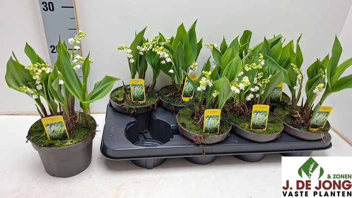 <h4>CONVALLARIA MAJALIS</h4>