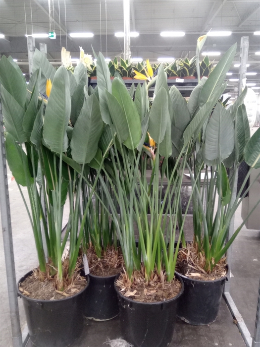 <h4>Strelitzia reg.</h4>