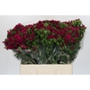 Dianthus Br Amazon Neon Cherry