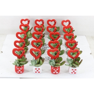 arr3 AD - Dobbelsteentje hart