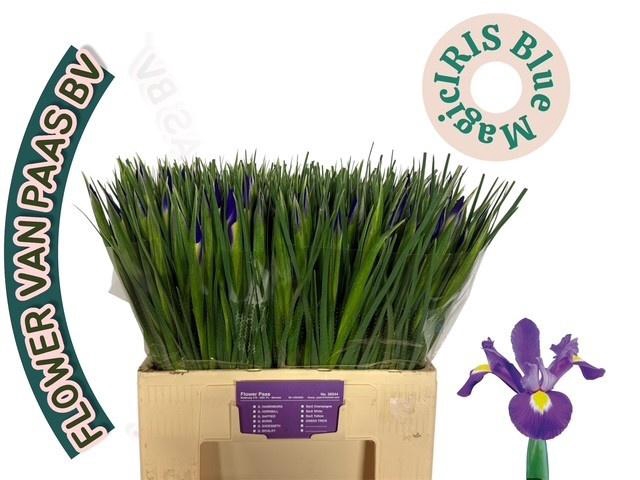 <h4>IRIS BLUE MAGIC</h4>