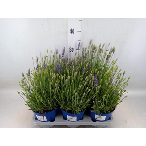 Lavandula angus. 'Hidcote'