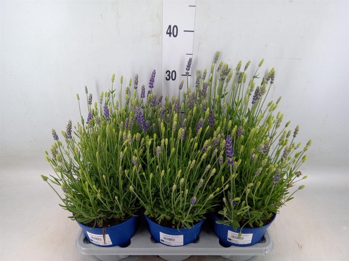 <h4>Lavandula angus. 'Hidcote'</h4>