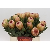 Protea Grandicolor