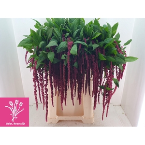 Amar Ca Red Cord