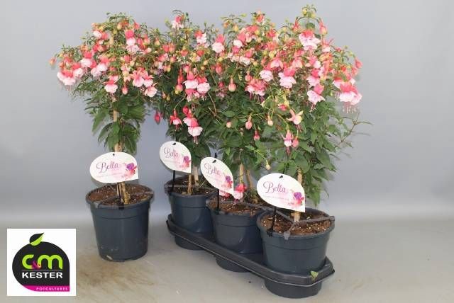<h4>FUCHSIA OV</h4>