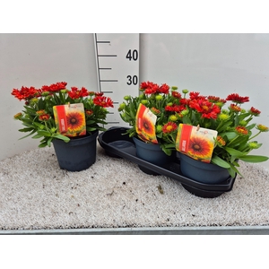 Gail Ar Spintop Red