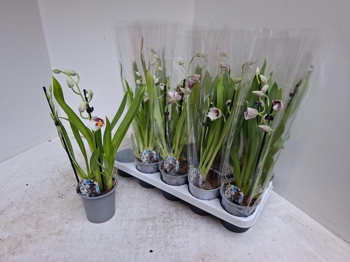 <h4>MILTONIOPSIS OV</h4>