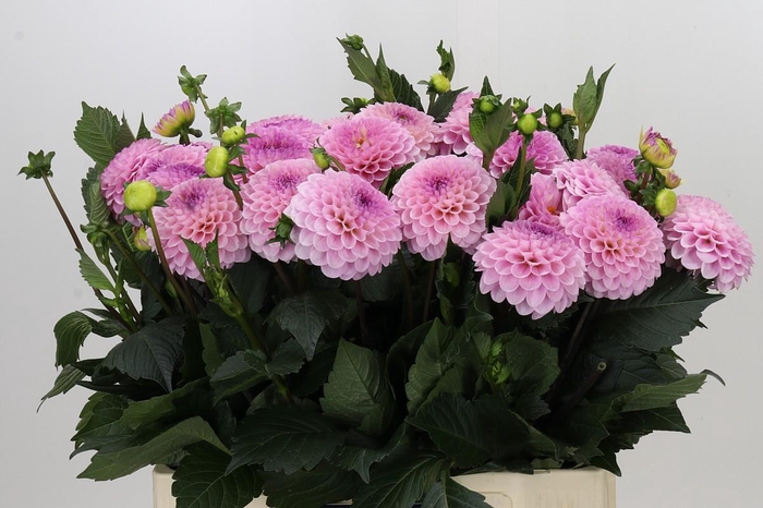 Dahlia Wizard of Oz