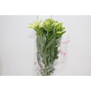 ALSTROEMERIA MISTRAL 080 CM