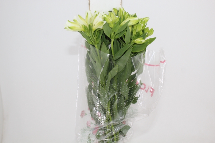 <h4>ALSTROEMERIA MISTRAL 080 CM</h4>