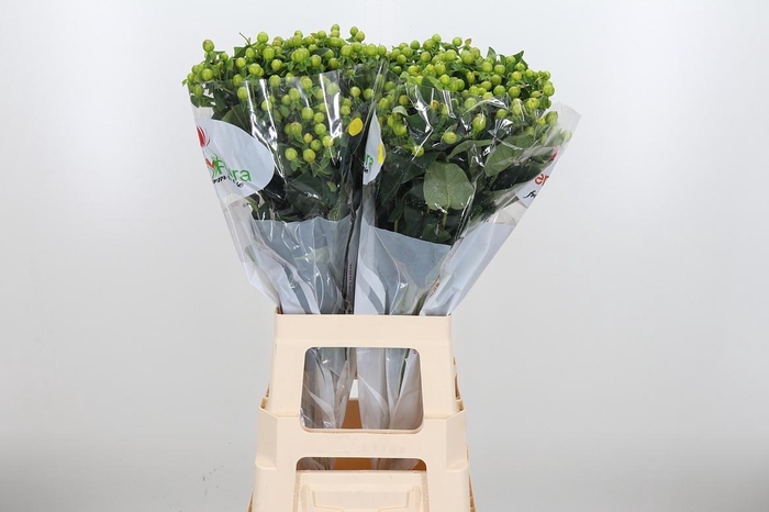 <h4>Hyp Mag Green</h4>