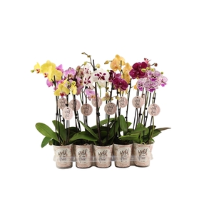 Wild & Free Cover Phal Wild & Free Mix 2T10+