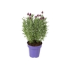 LAVANDULA STOECHAS DEEP PURPLE P15