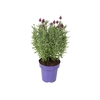 LAVANDULA STOECHAS DEEP ROSE P15