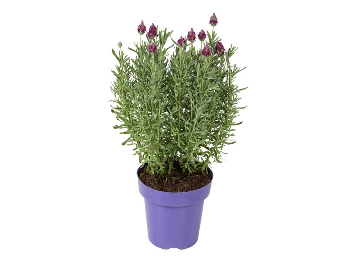 LAVANDULA STOECHAS DEEP PURPLE P15