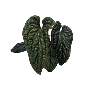 Anthurium Luxurians x Radicans