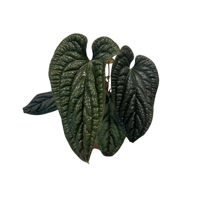 <h4>Anthurium Luxurians x Radicans</h4>