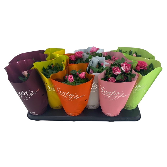 <h4>RO KORDANA GEM</h4>