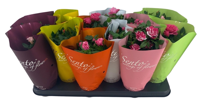 <h4>RO KORDANA GEM</h4>