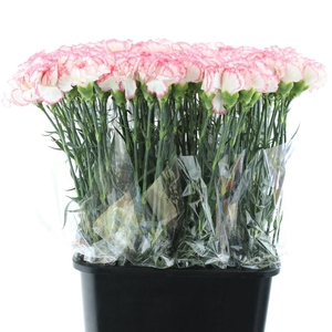 Di St Poirot White/red Edge